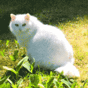 white cat, sitting